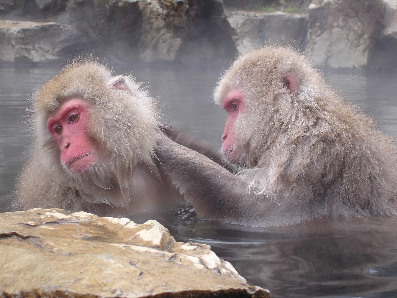 Snowmonkey2
