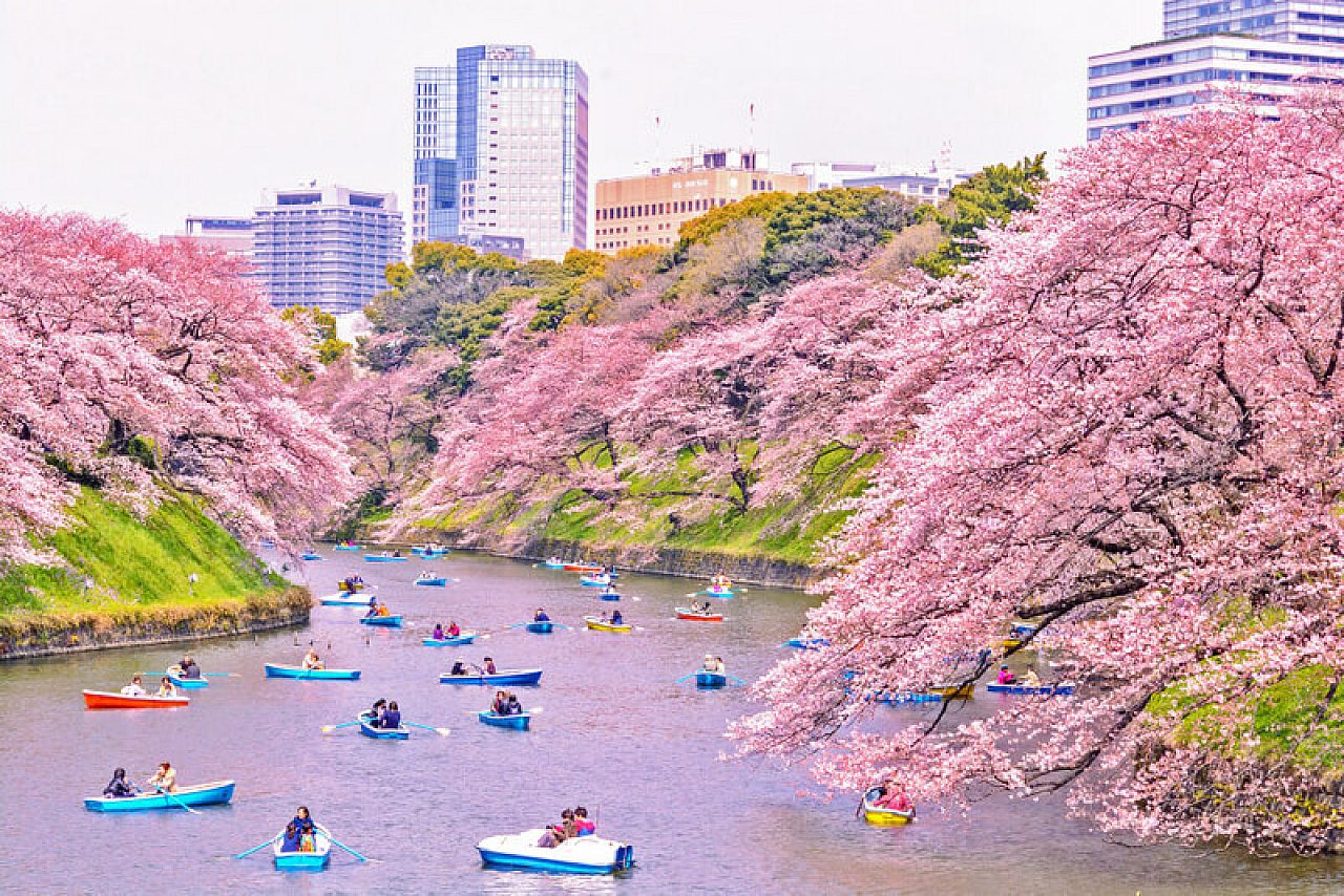 Japan kayak hanami cherry blossom season