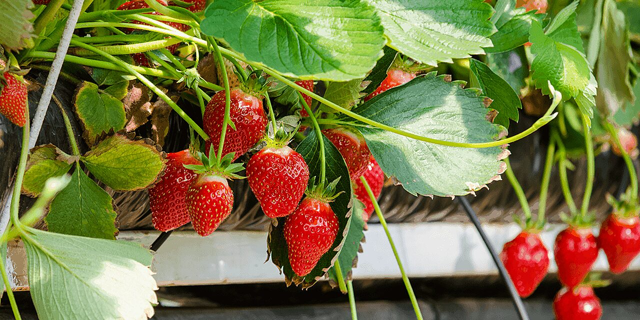 Things to do in hokkaido jozankei fruit farm