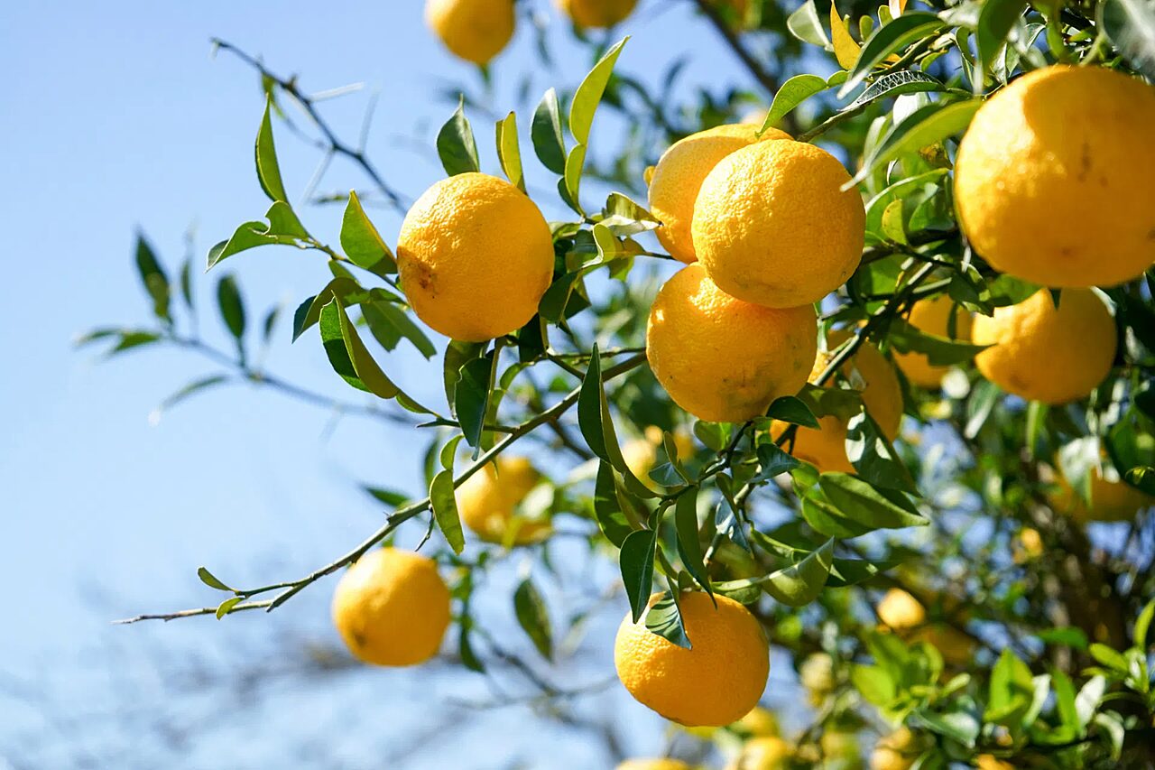 Yuzu