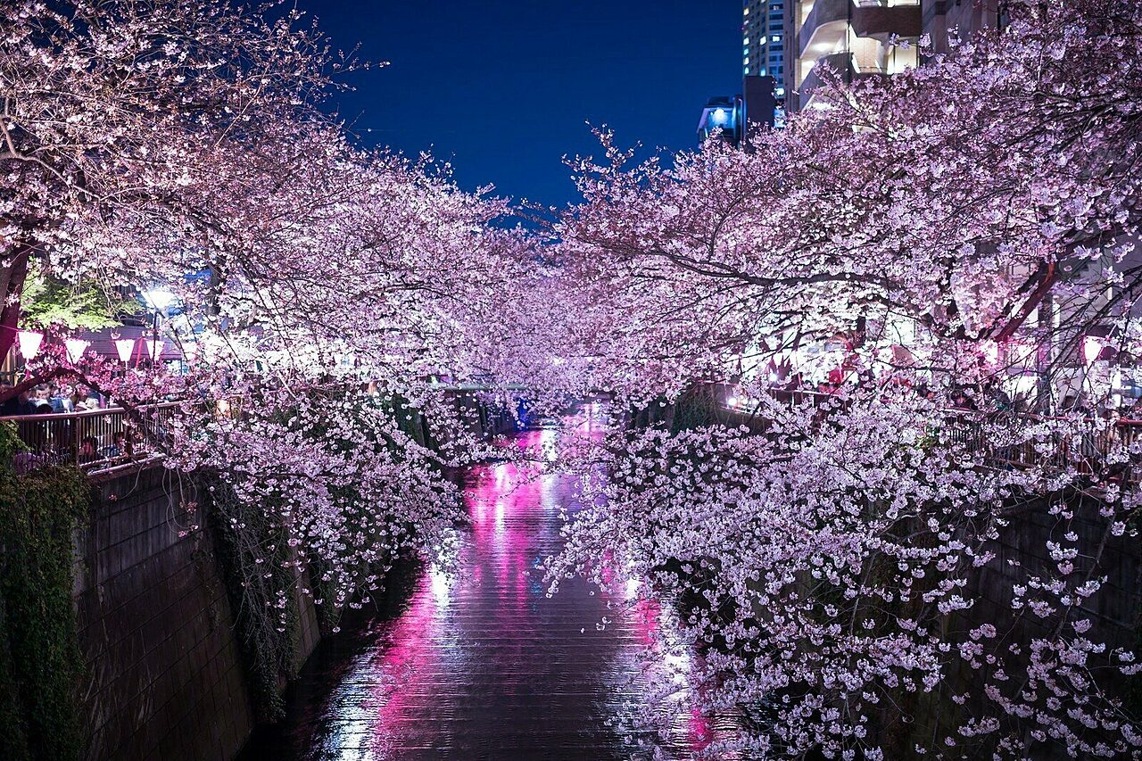 Meguro river tokyo tours