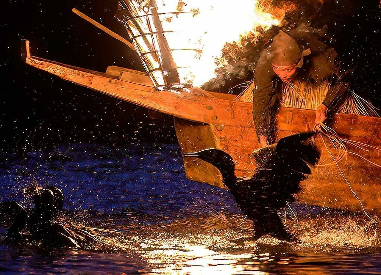 Comorant Fishing