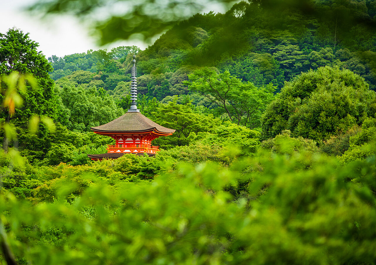Summer kiyomizudera temple kyoto japan 832