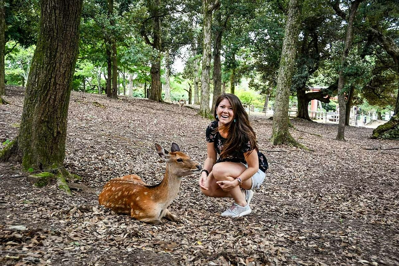 Deer Nara Park