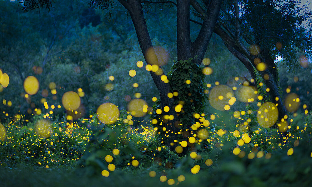 Fireflies Japan Summer