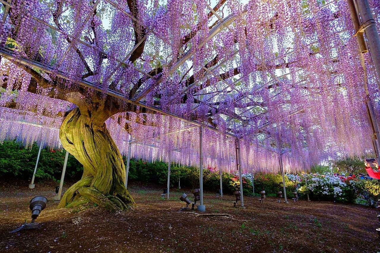 Ashikaga Flower Park
