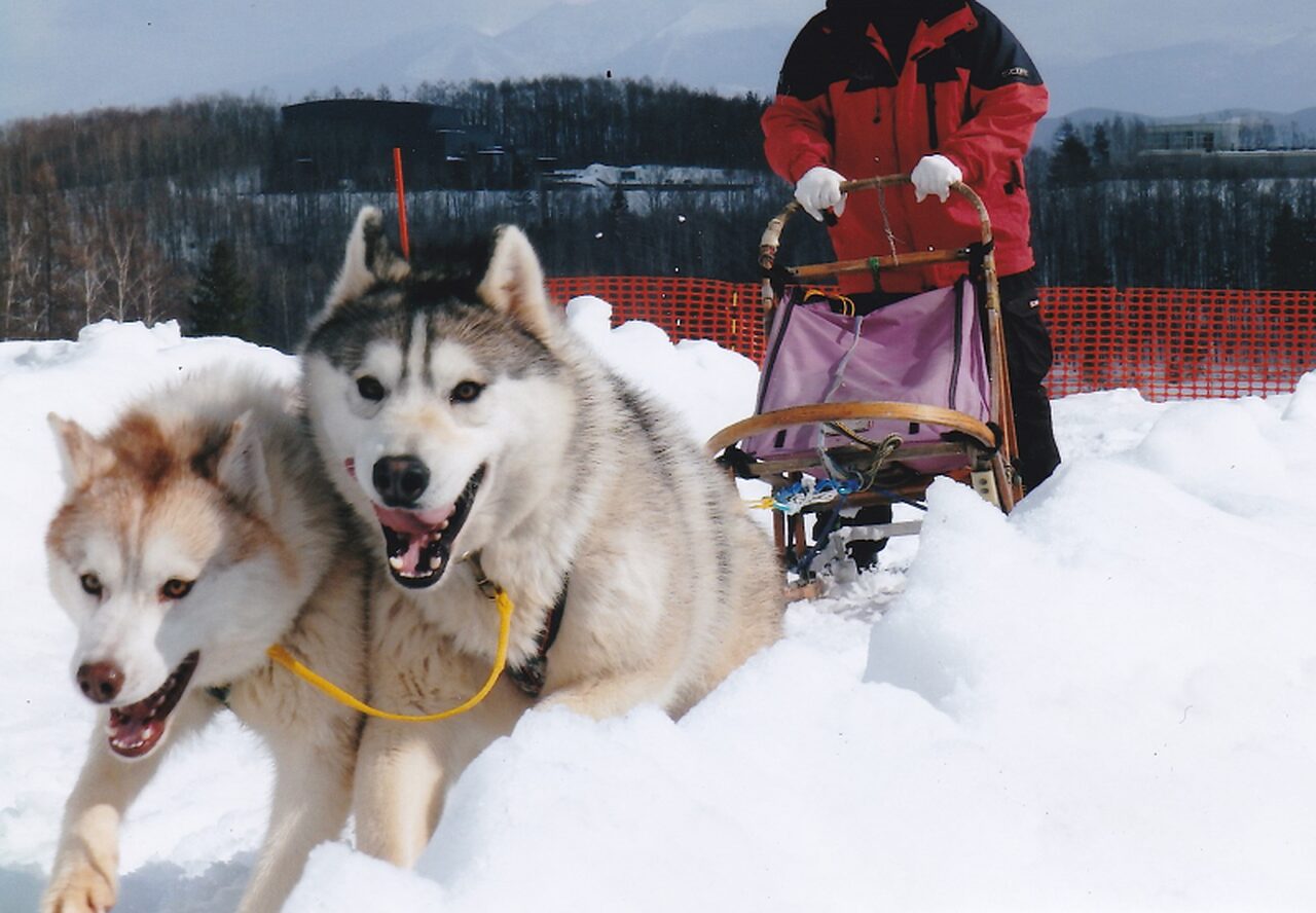 Ride A Husky Pulled Sled
