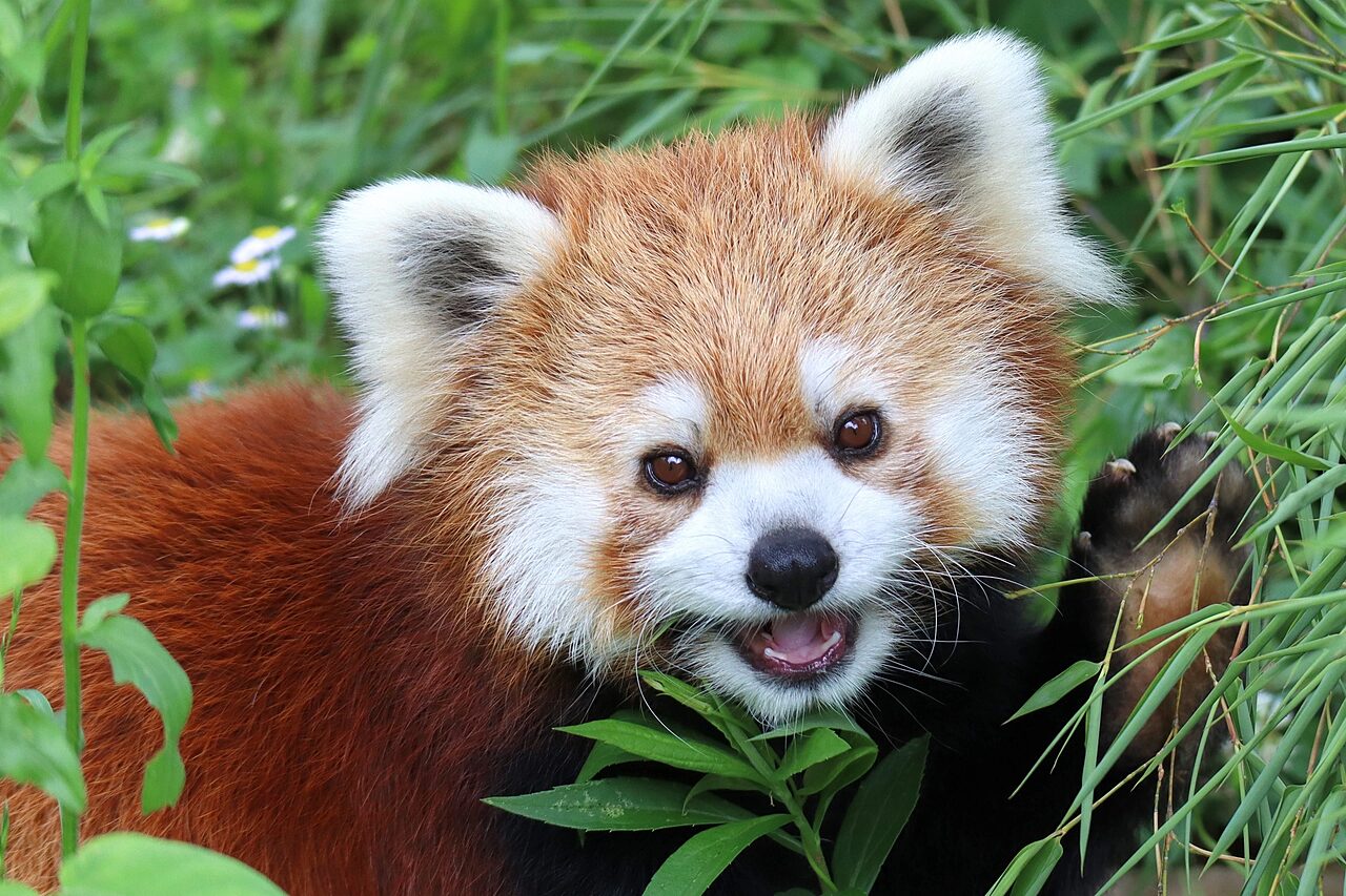 Have An Animal Encounter