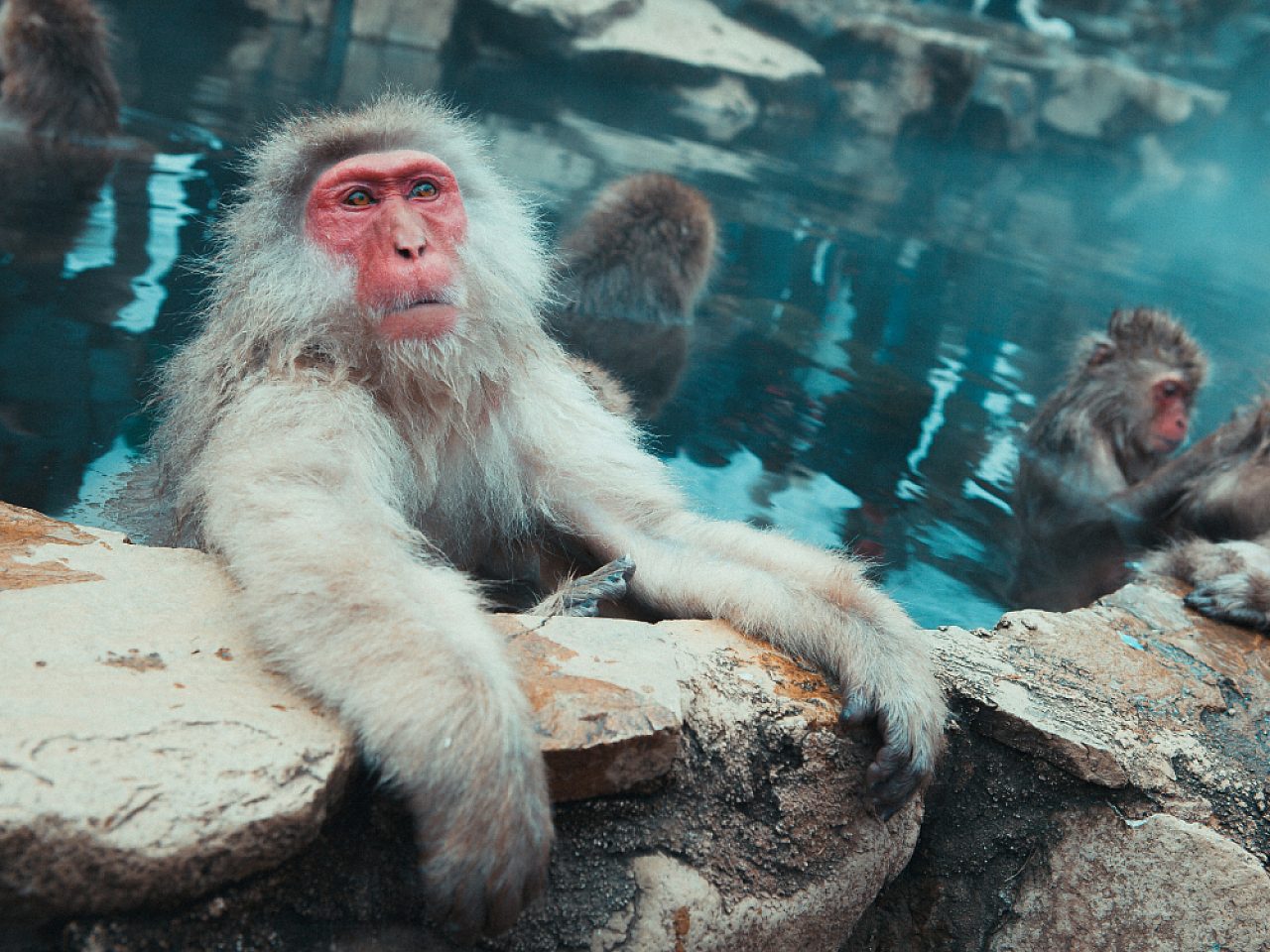 Snow monkeys Jonathan Forage