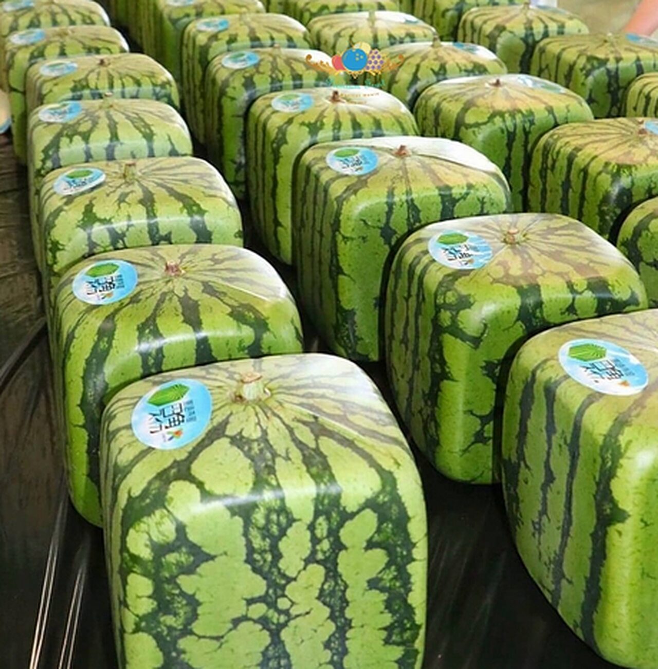 Watermelon
