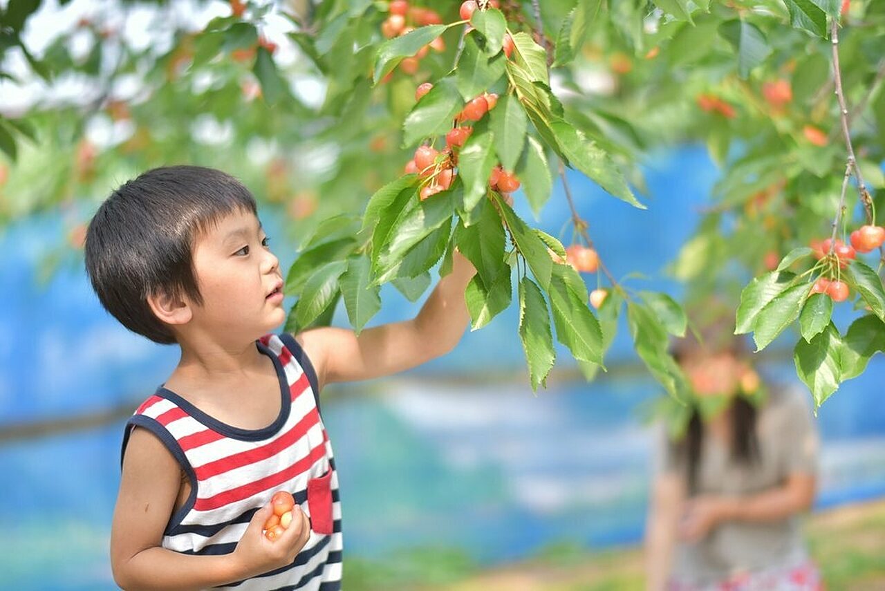 Pick Your Own Cherries