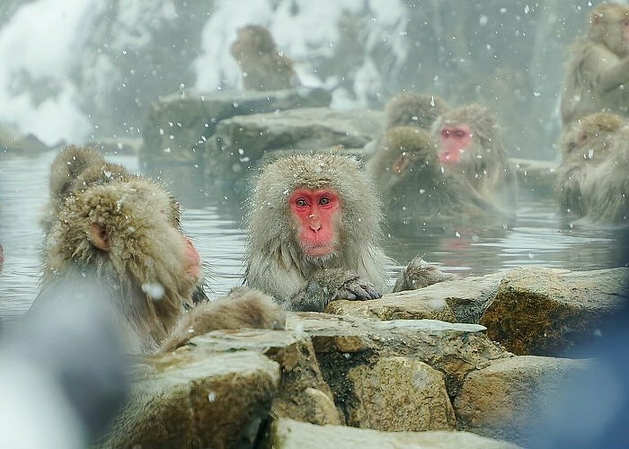 See The Famous Snow Monkeys