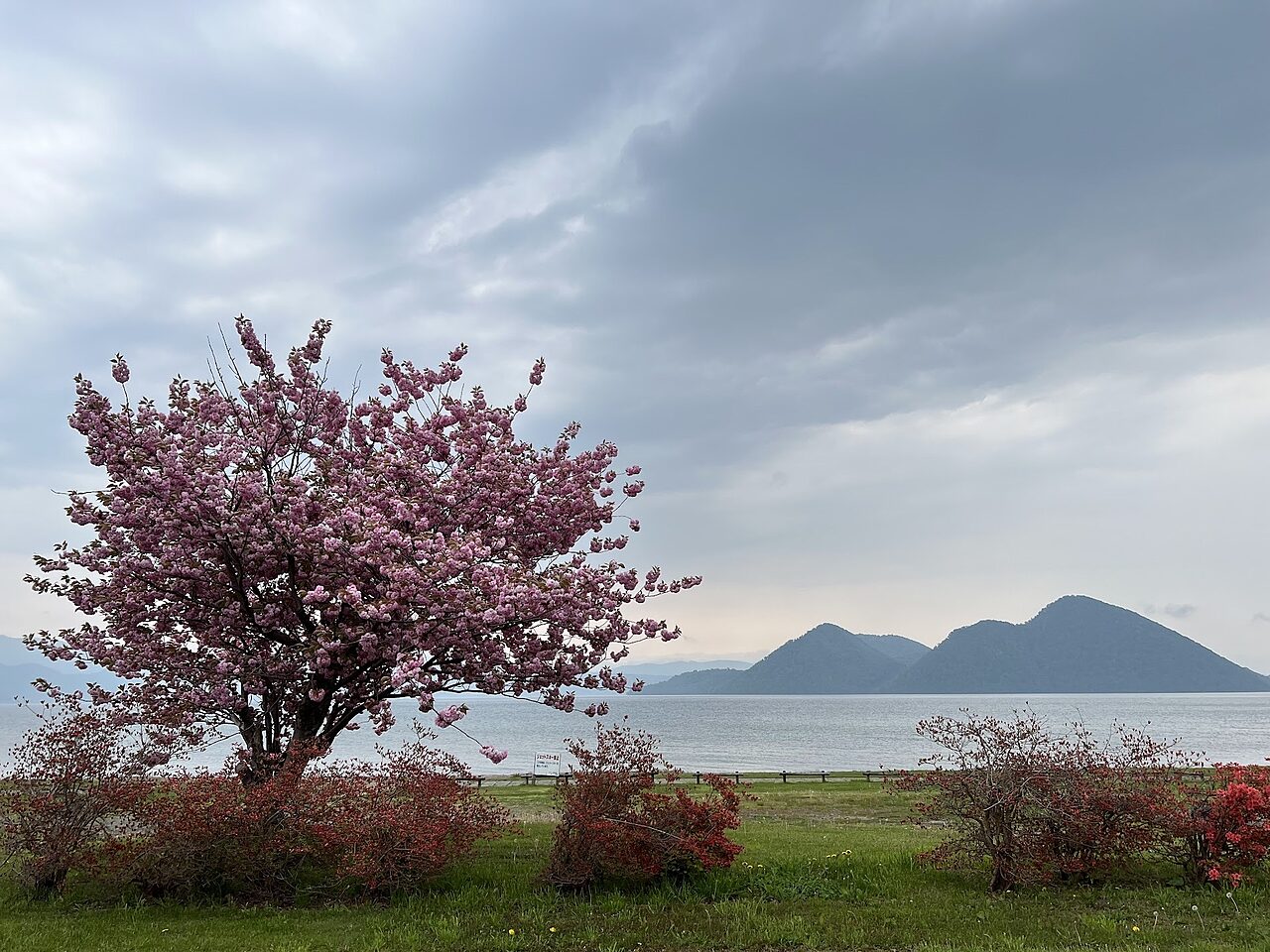 Spring Toya Flowers