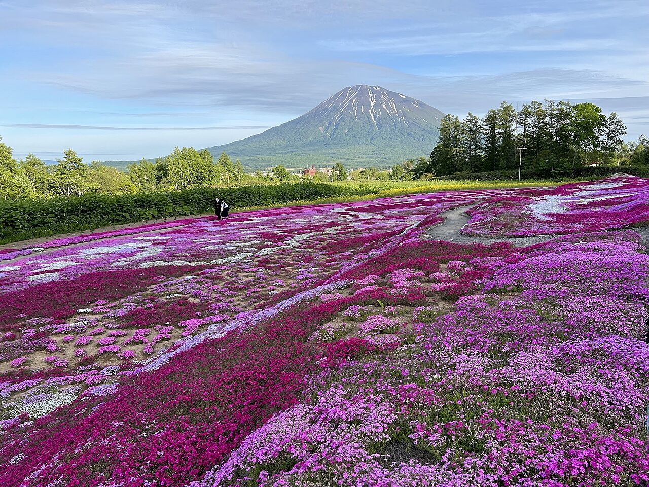 Spring Yotei Flowers