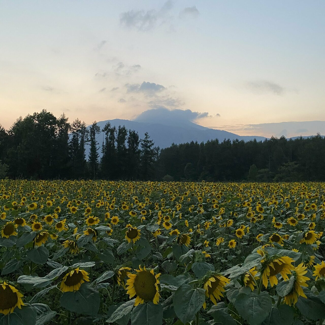 Sunflowers