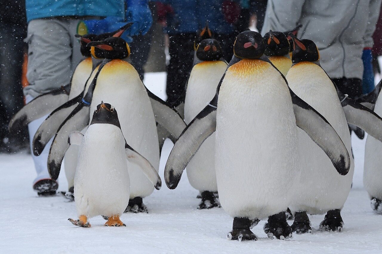 Talk With The Animals