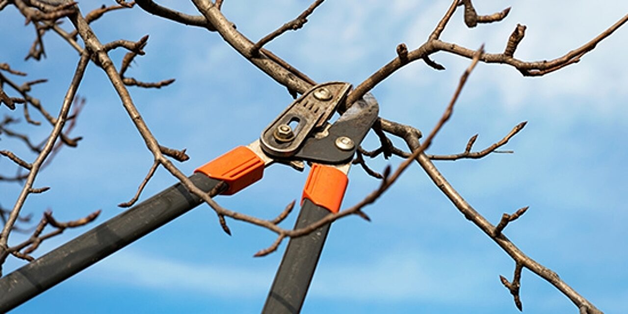 Winter Pruning 2101221522511