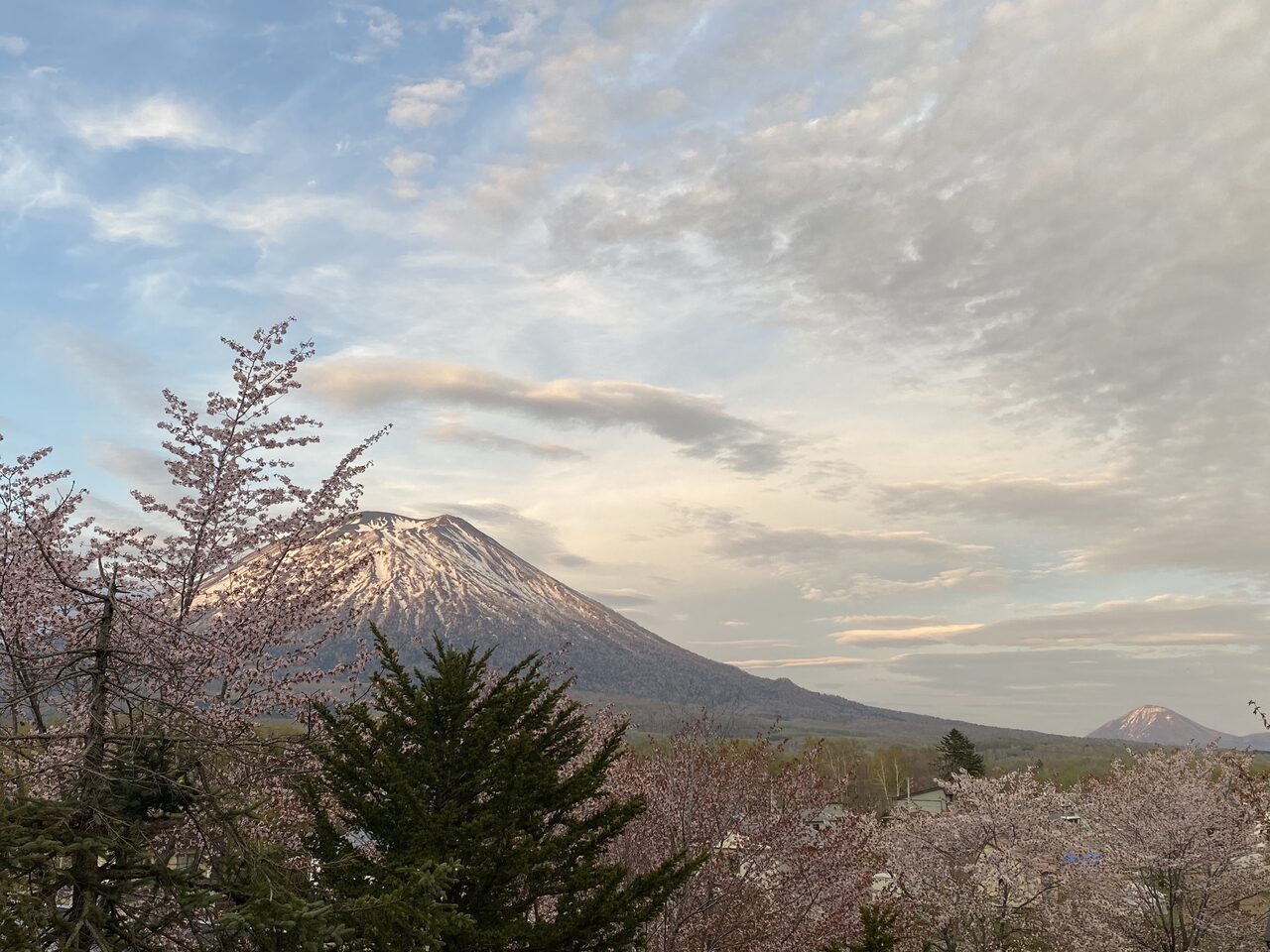 Yoteisakura