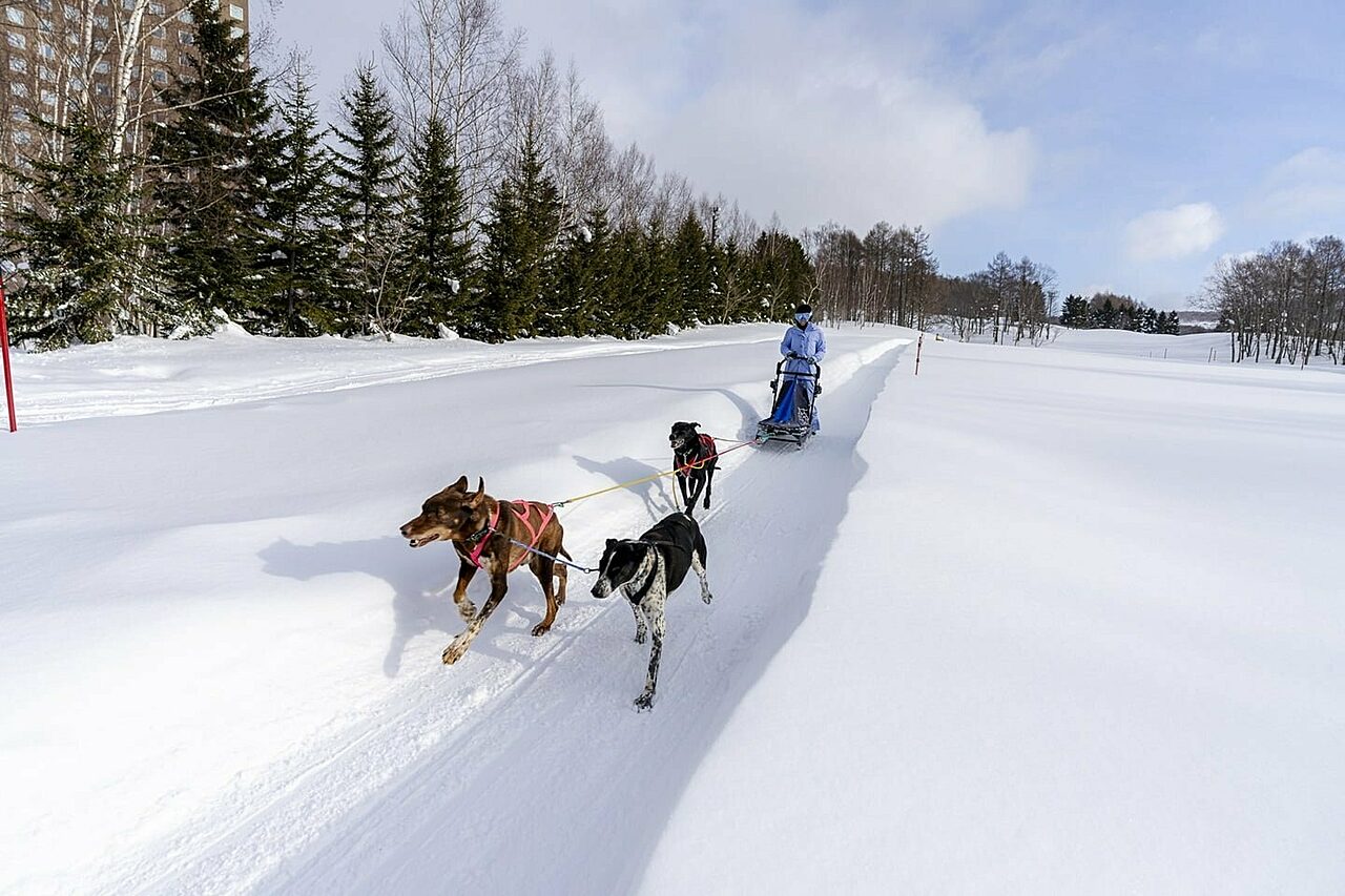 Dog sledding mv