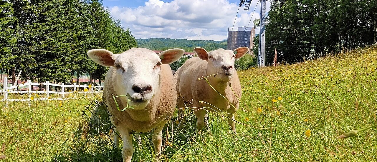 Sheep land main pc