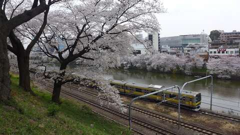 Cherry Blossom Train
