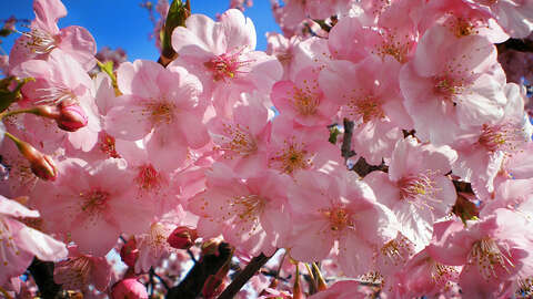 Sakura
