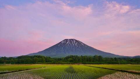 Noni Sunset