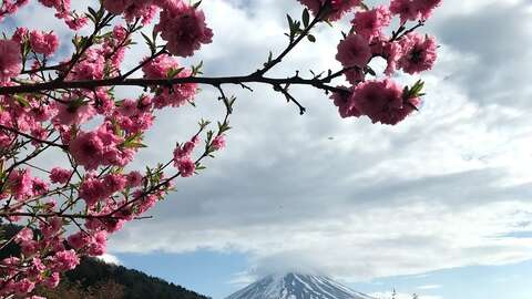 Cherry Blossom Fuji