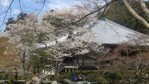 Cherry Blossom Kyoto