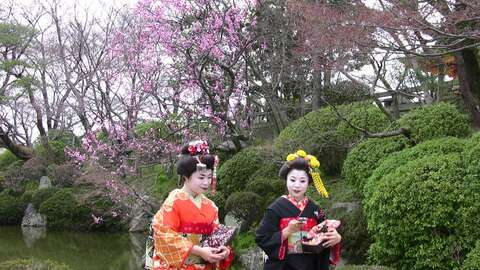 Cherry Blossom Kyoto3