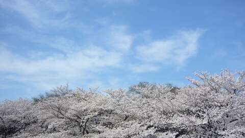 Cherry Blossom Nagoya