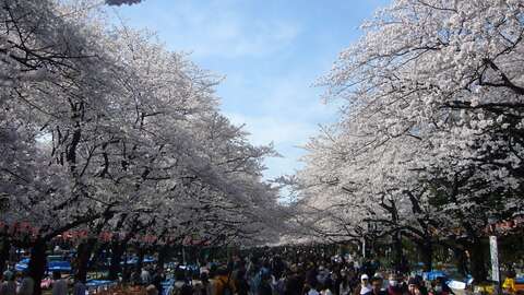 Cherry Blossom Nagoya2