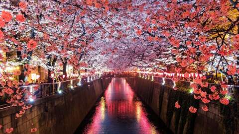 Cherry Blossom Night River