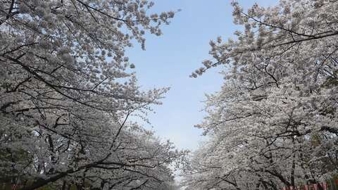 Cherry Blossom Tokyo