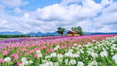 Furano LEAD 3