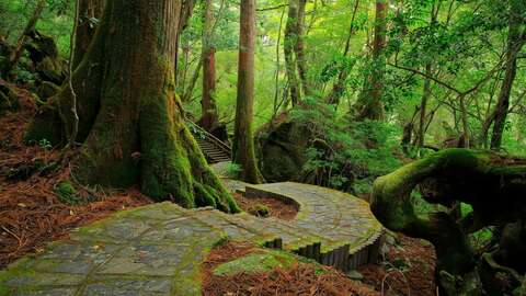LEAD Yakushima Island National Park nationalpark japan
