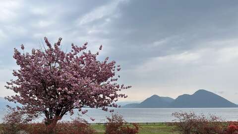 Toya Lake Cherry