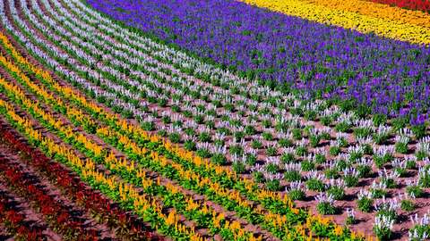 Furano 014