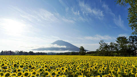 Yotei sunflowers