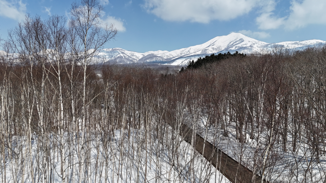 Niseko 177-3: Private Forest Plot with Valley Outlook