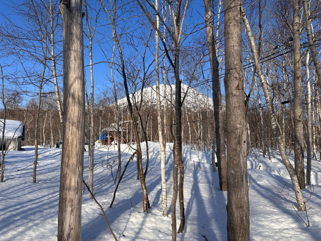 Kondo 741-100 : Kondo Forest Homesite