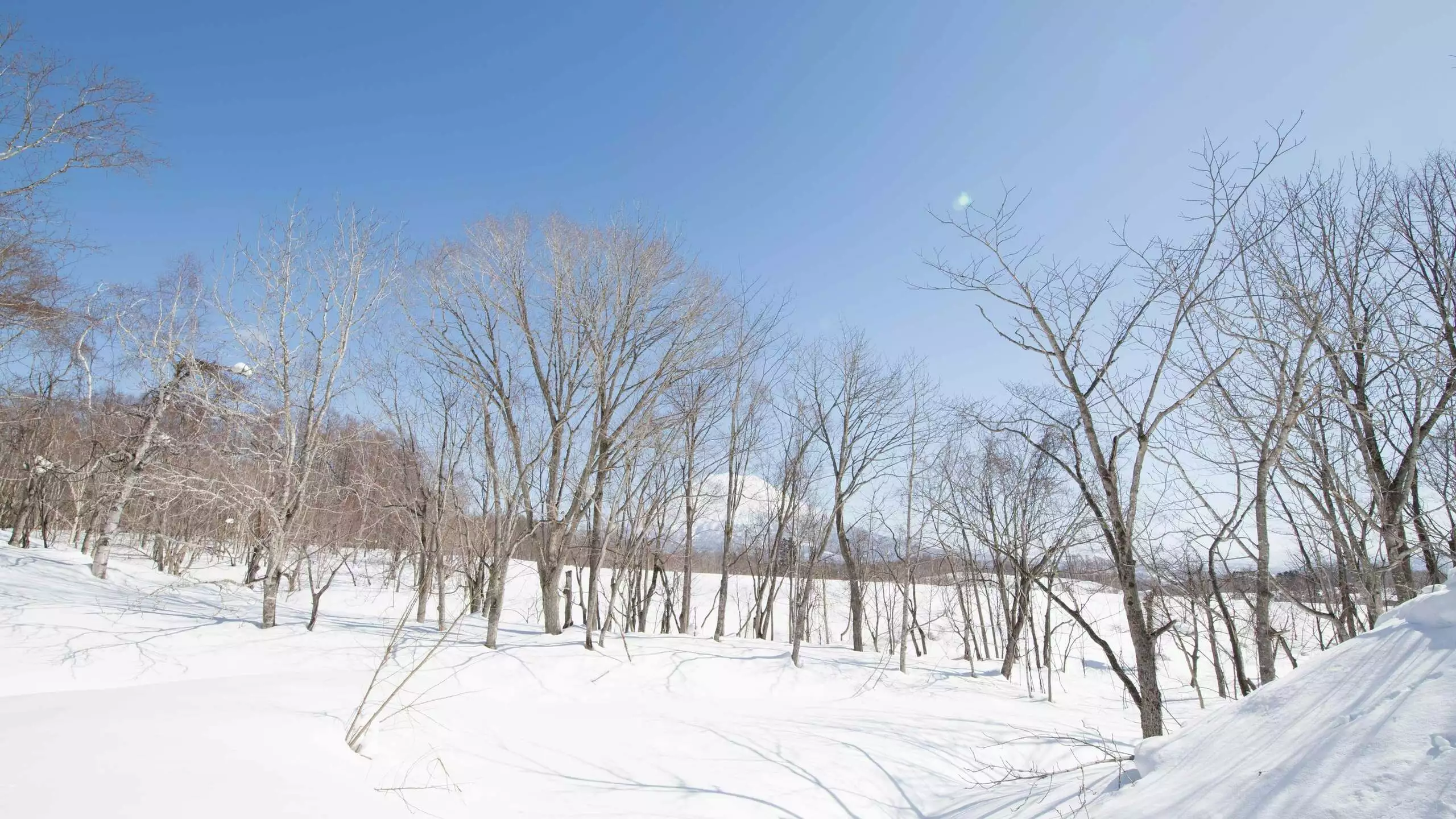 Soga: Forest & Yotei Views Land