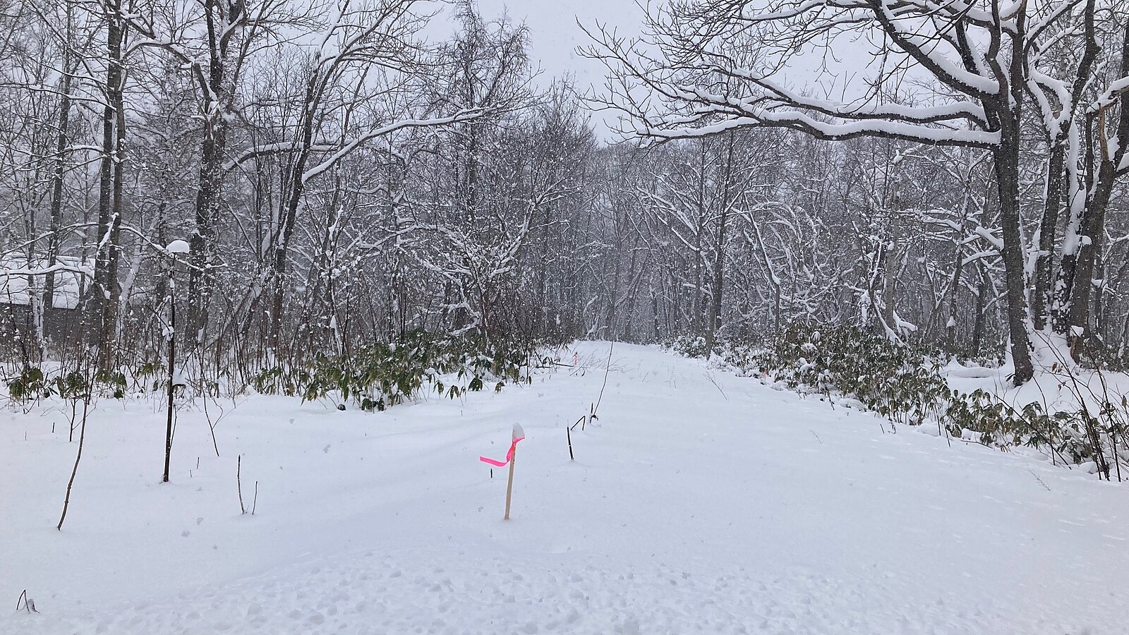 Moiwa Onsen Forest5