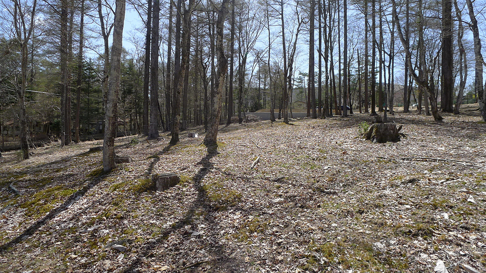 Woodland Land Near Lake Yamanaka 6