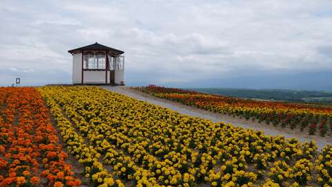 Furano Flower Fileds