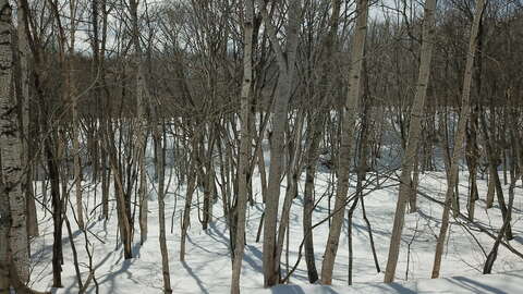 NISEKO2