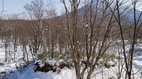 Taiga Corniche Niseko 5