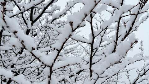 Snow on branches