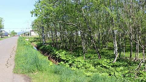Kondo Land B4