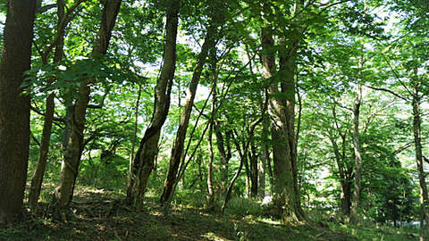 6646 sqm Forest Land with Lodging Potential in Sengokuhara Hakone12